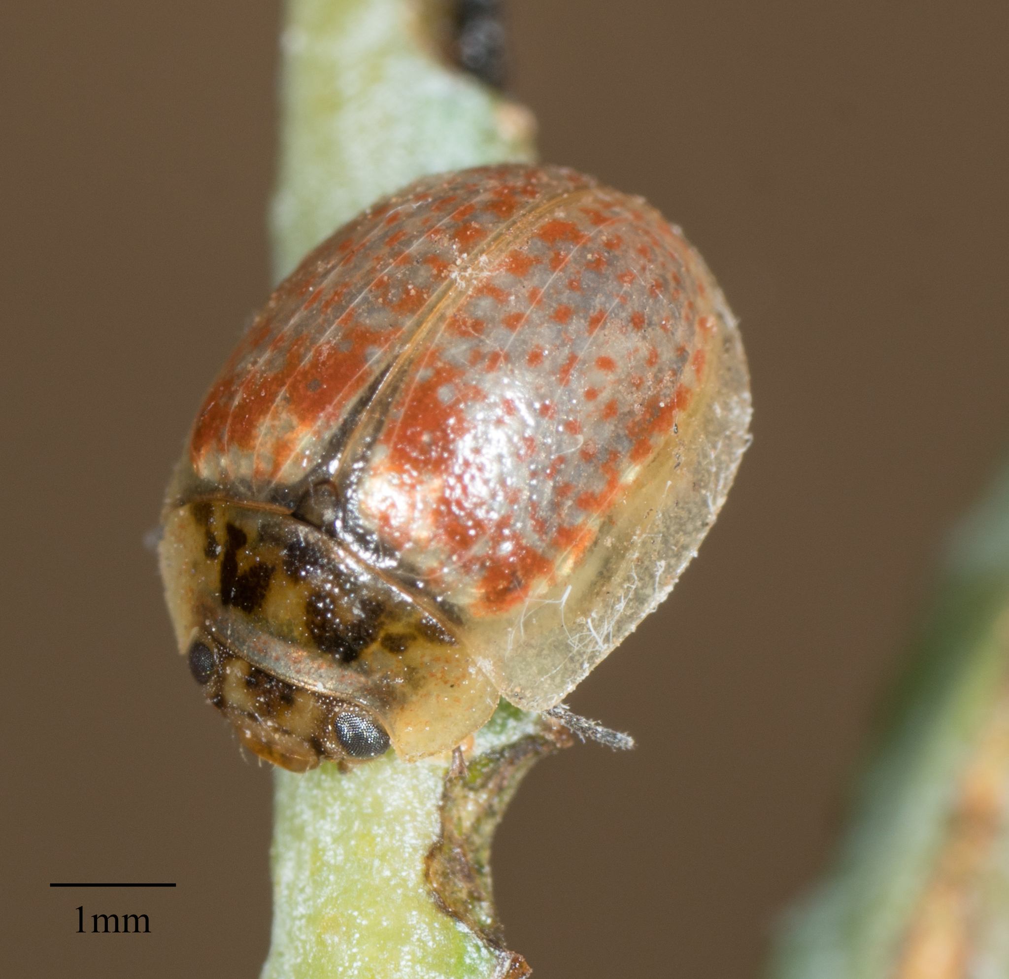 Paropsisterna m-fuscum