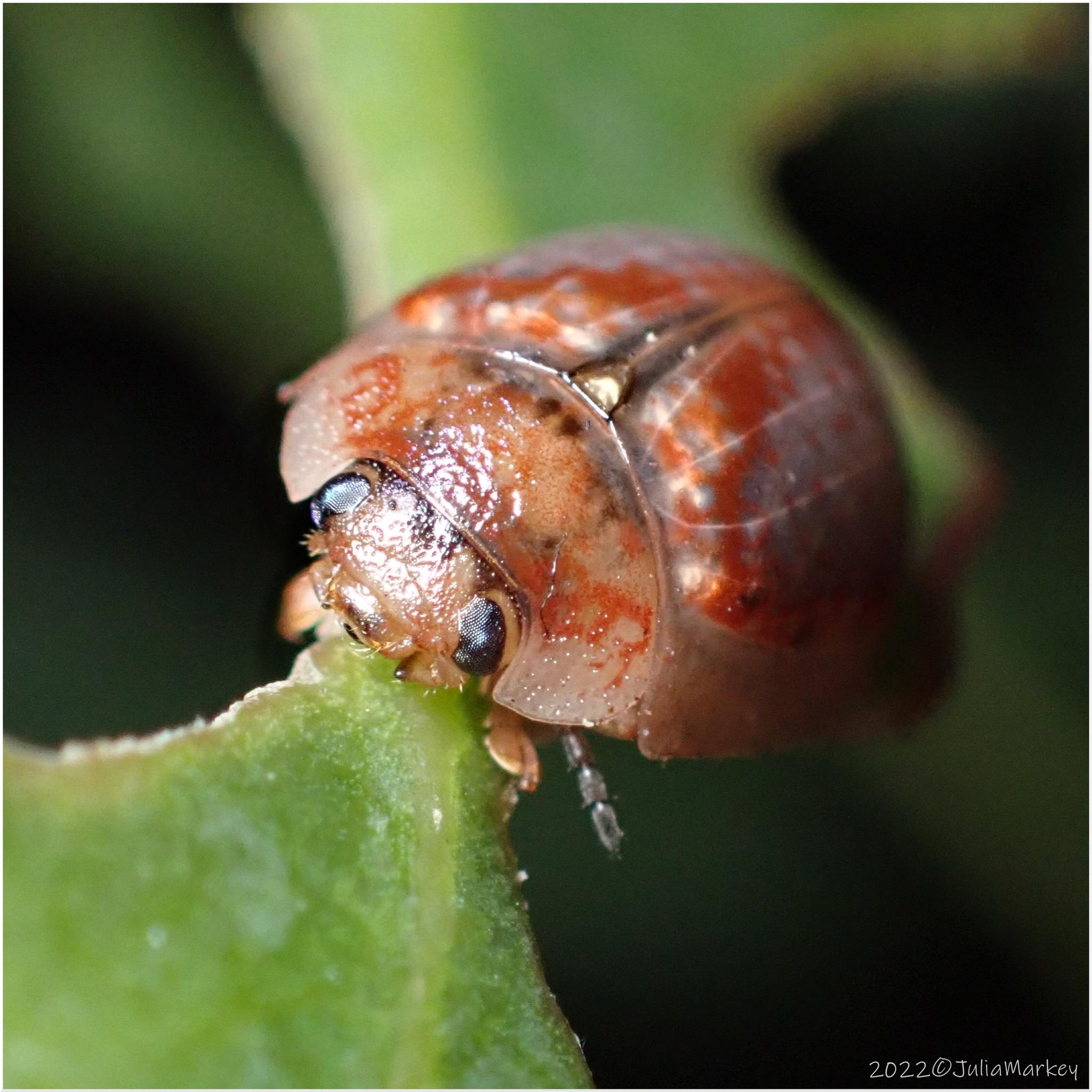 Paropsisterna m-fuscum