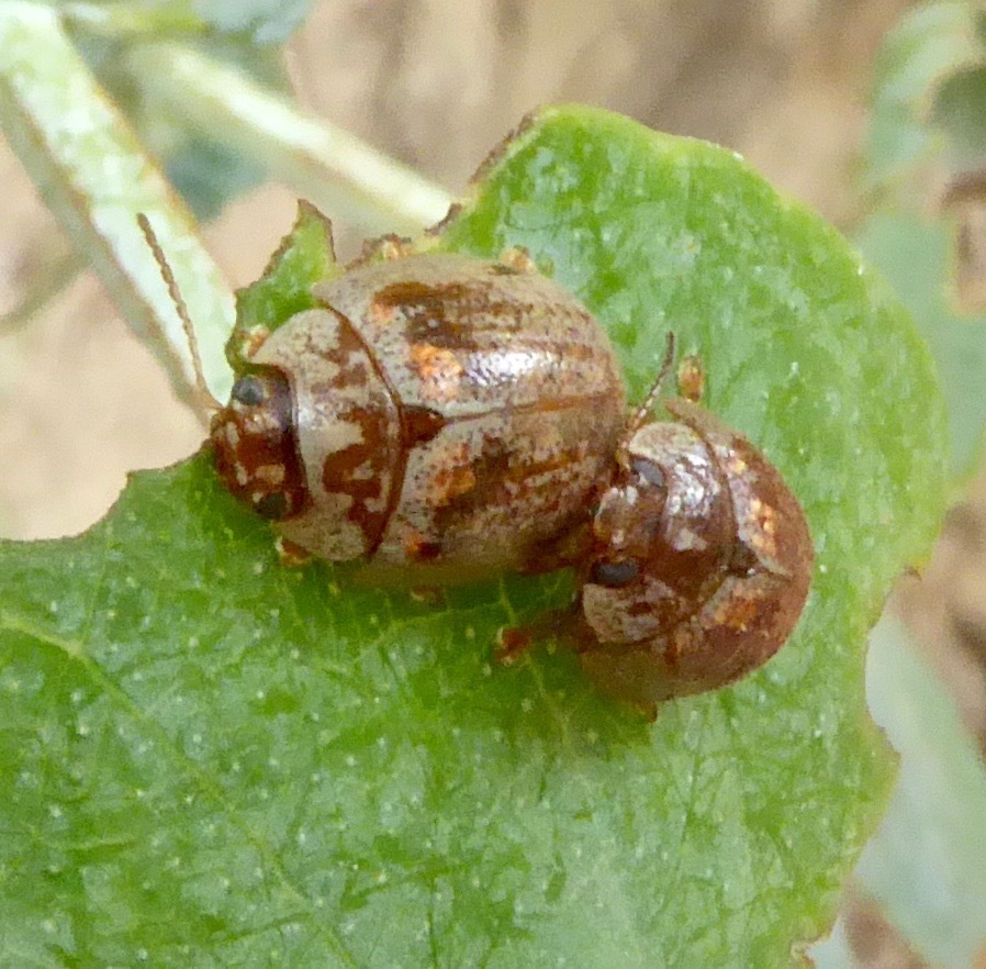 Paropsisterna m-fuscum