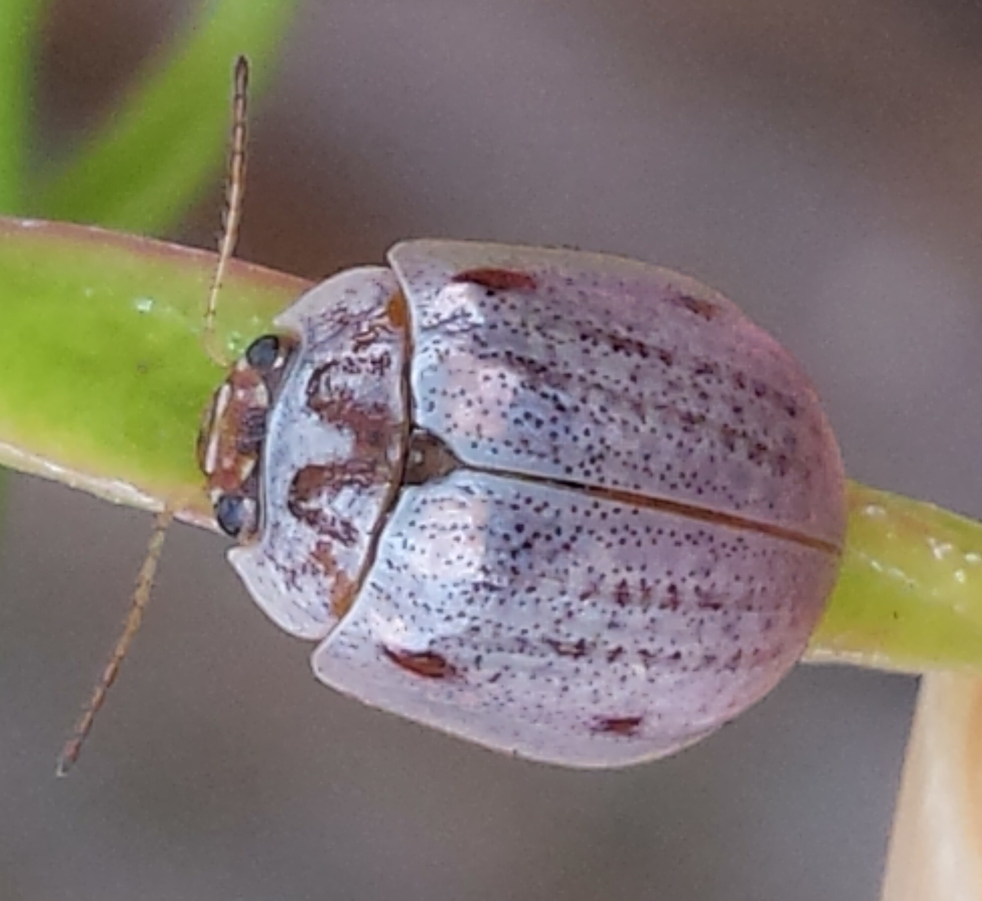 Paropsisterna m-fuscum