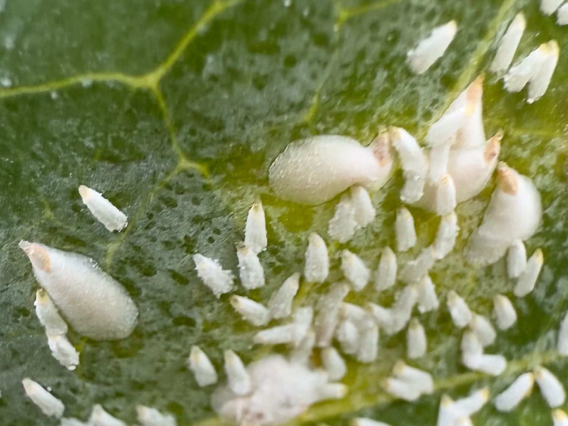 Pseudaulacaspis brimblecombei
