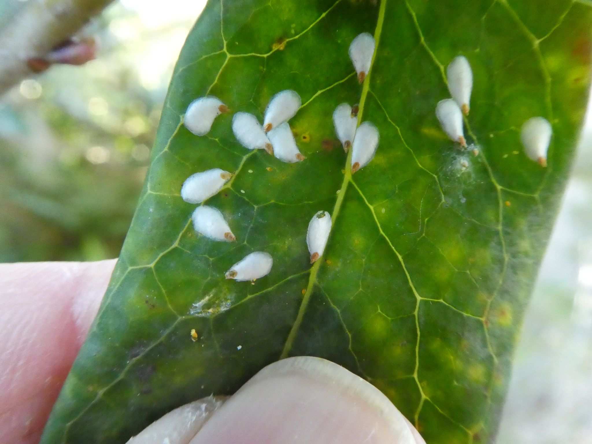 Pseudaulacaspis brimblecombei