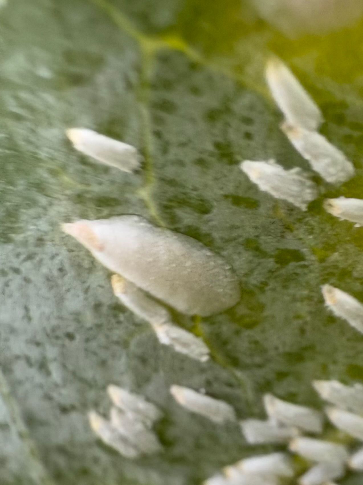 Pseudaulacaspis brimblecombei