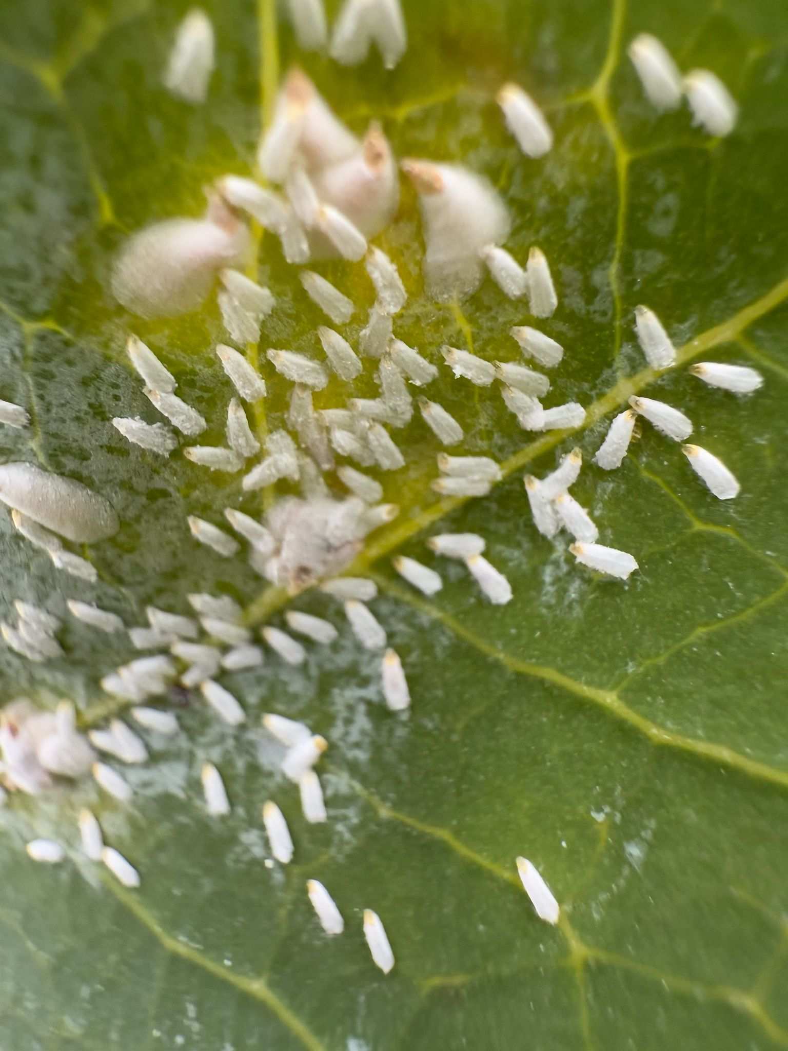 Pseudaulacaspis brimblecombei