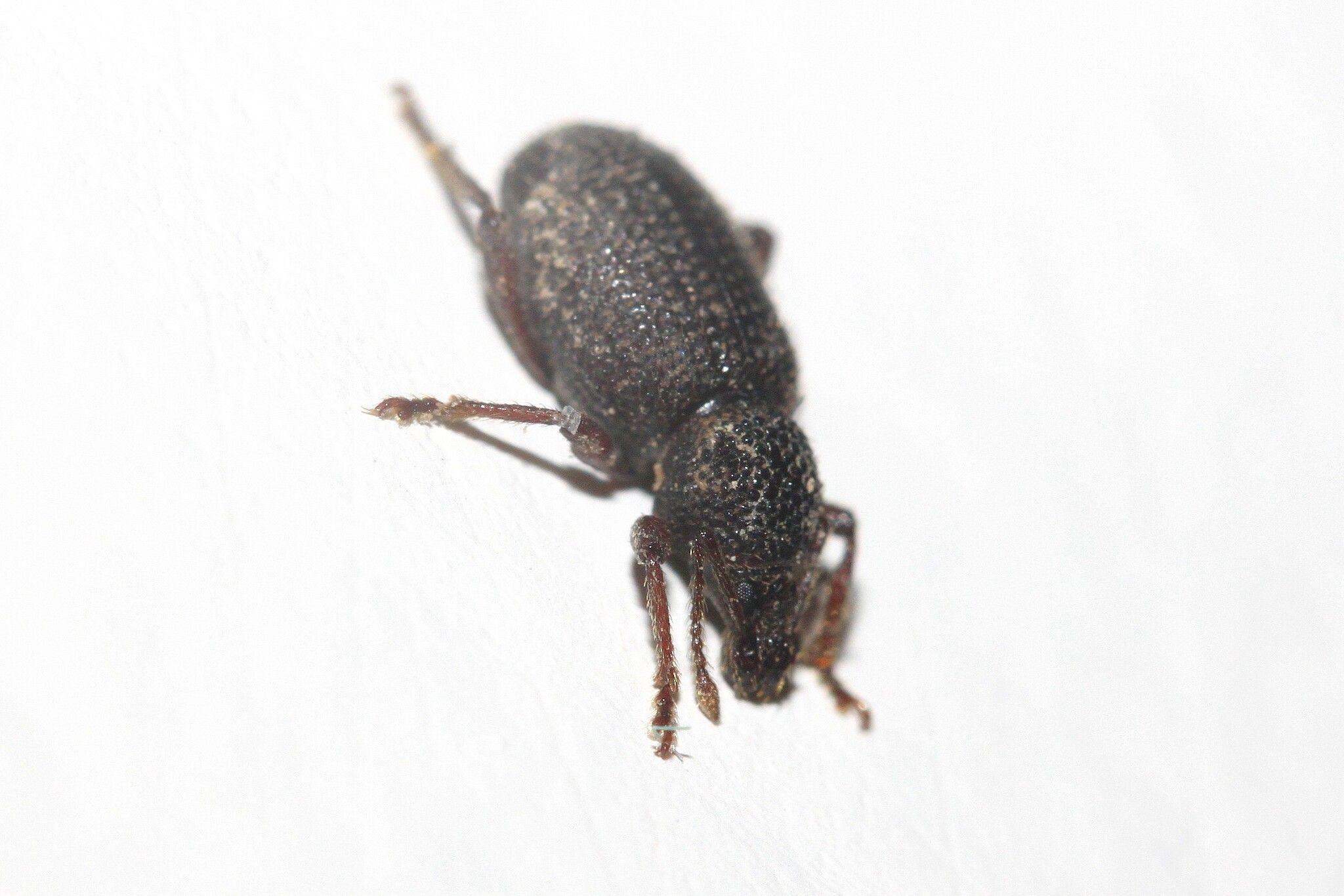 Otiorhynchus ligneus