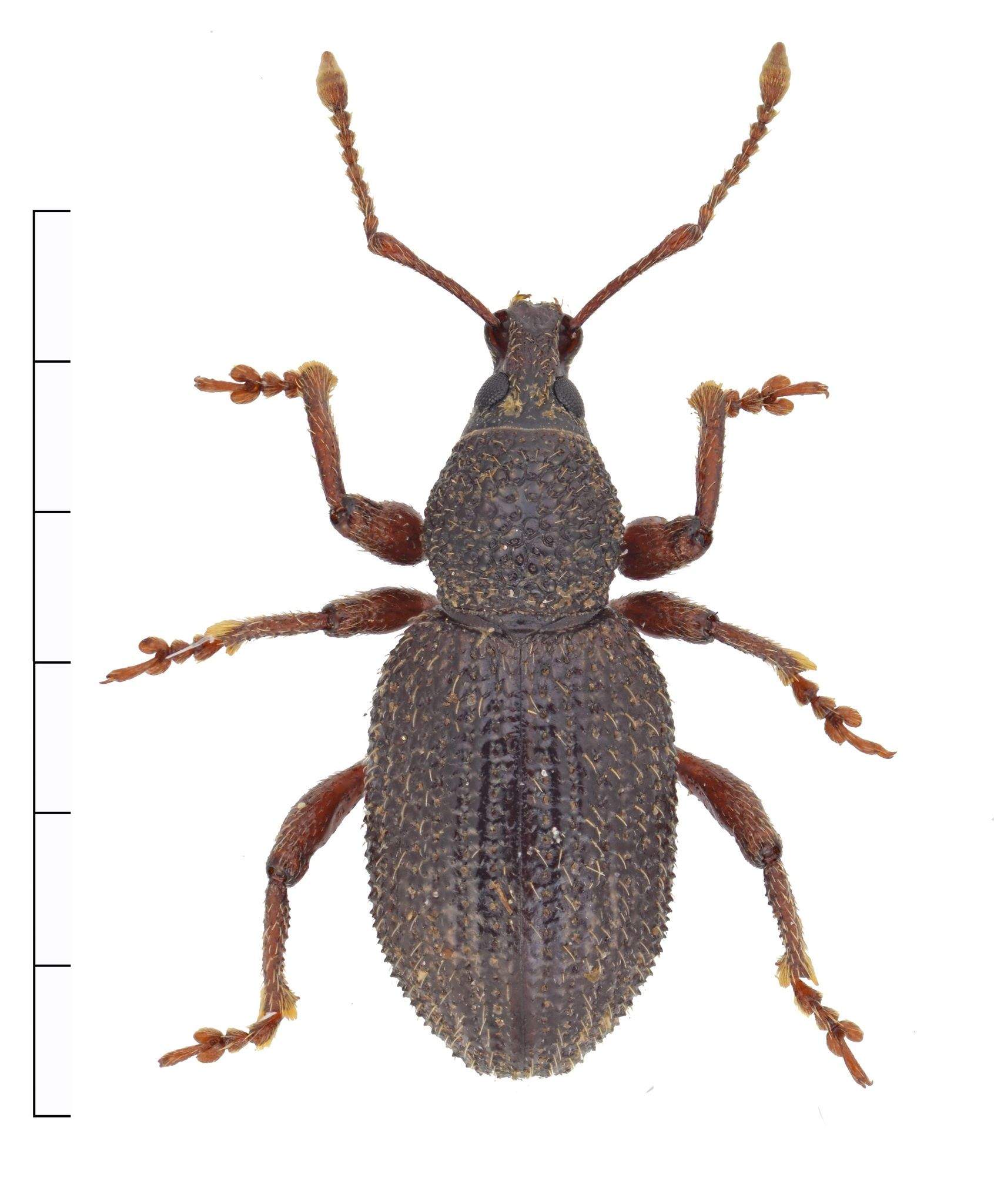 Otiorhynchus ligneus