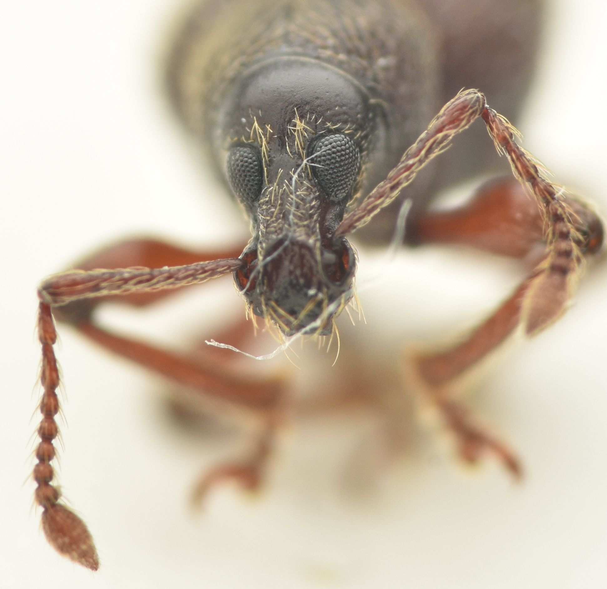 Otiorhynchus ligneus
