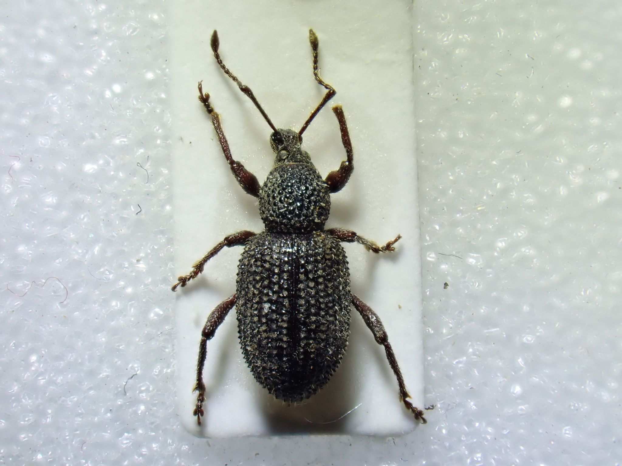 Otiorhynchus ligneus