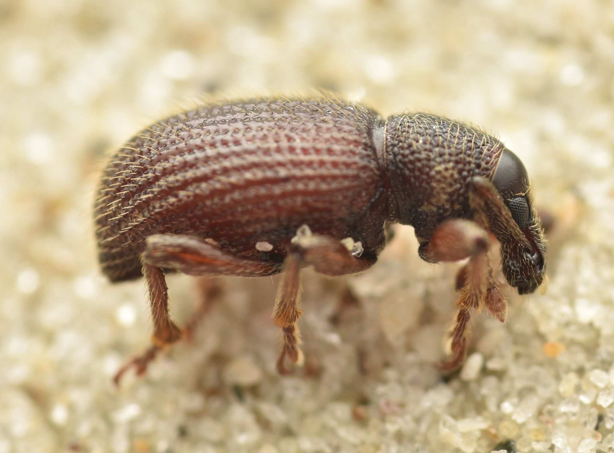 Otiorhynchus ligneus