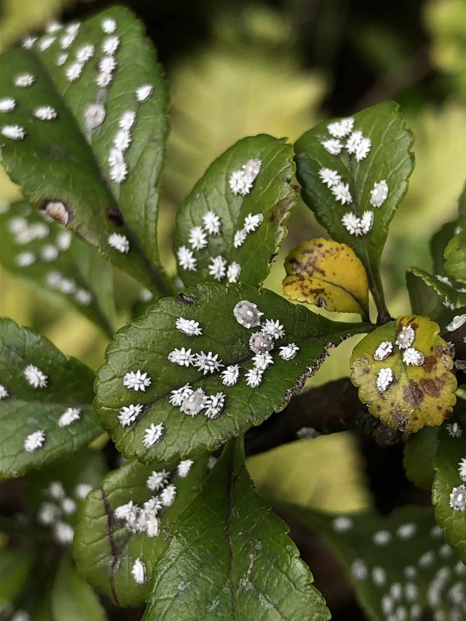 Ceroplastes japonicus