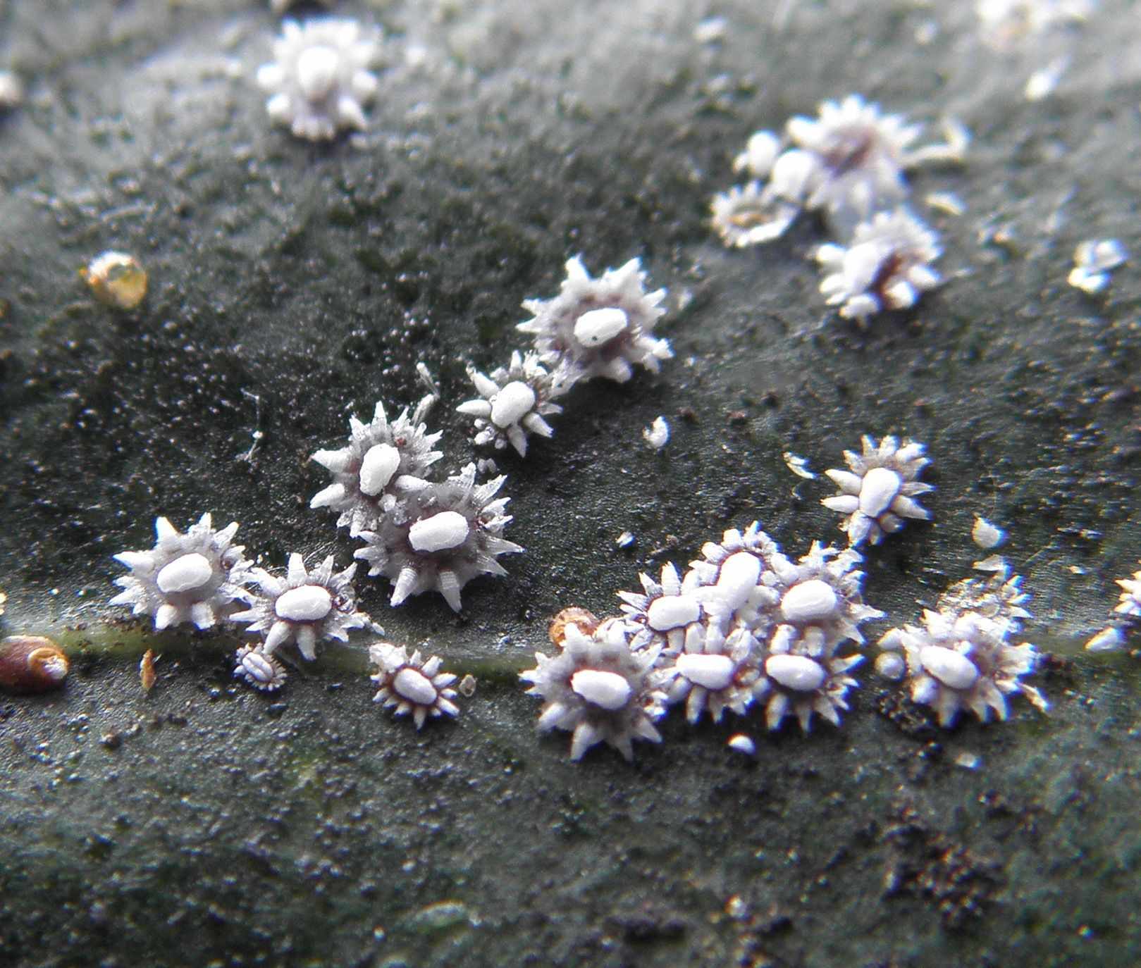 Ceroplastes japonicus