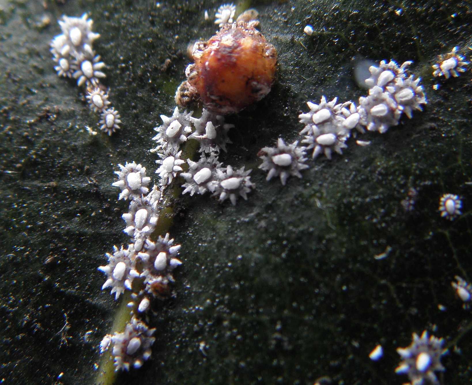 Ceroplastes japonicus