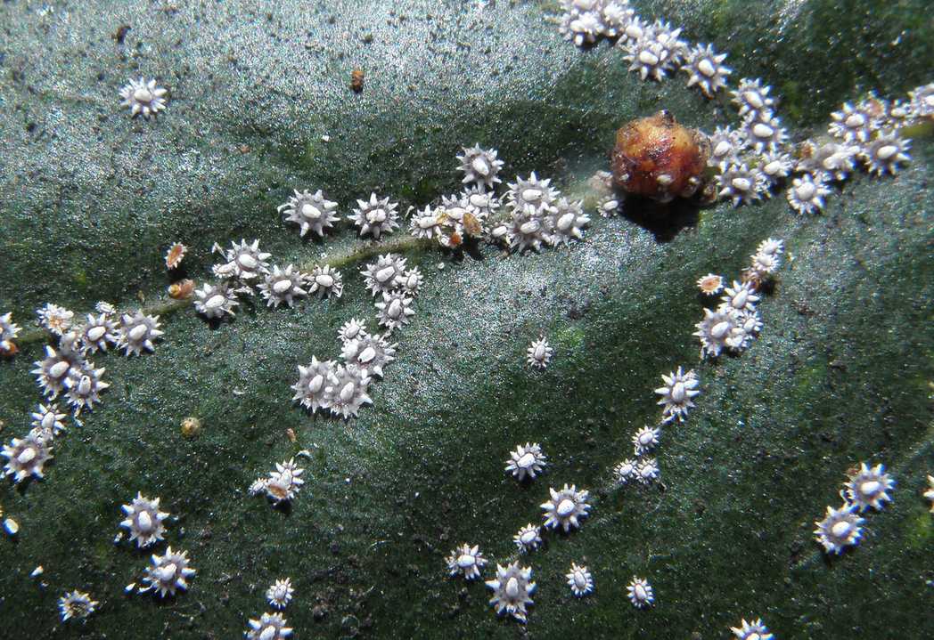 Ceroplastes japonicus