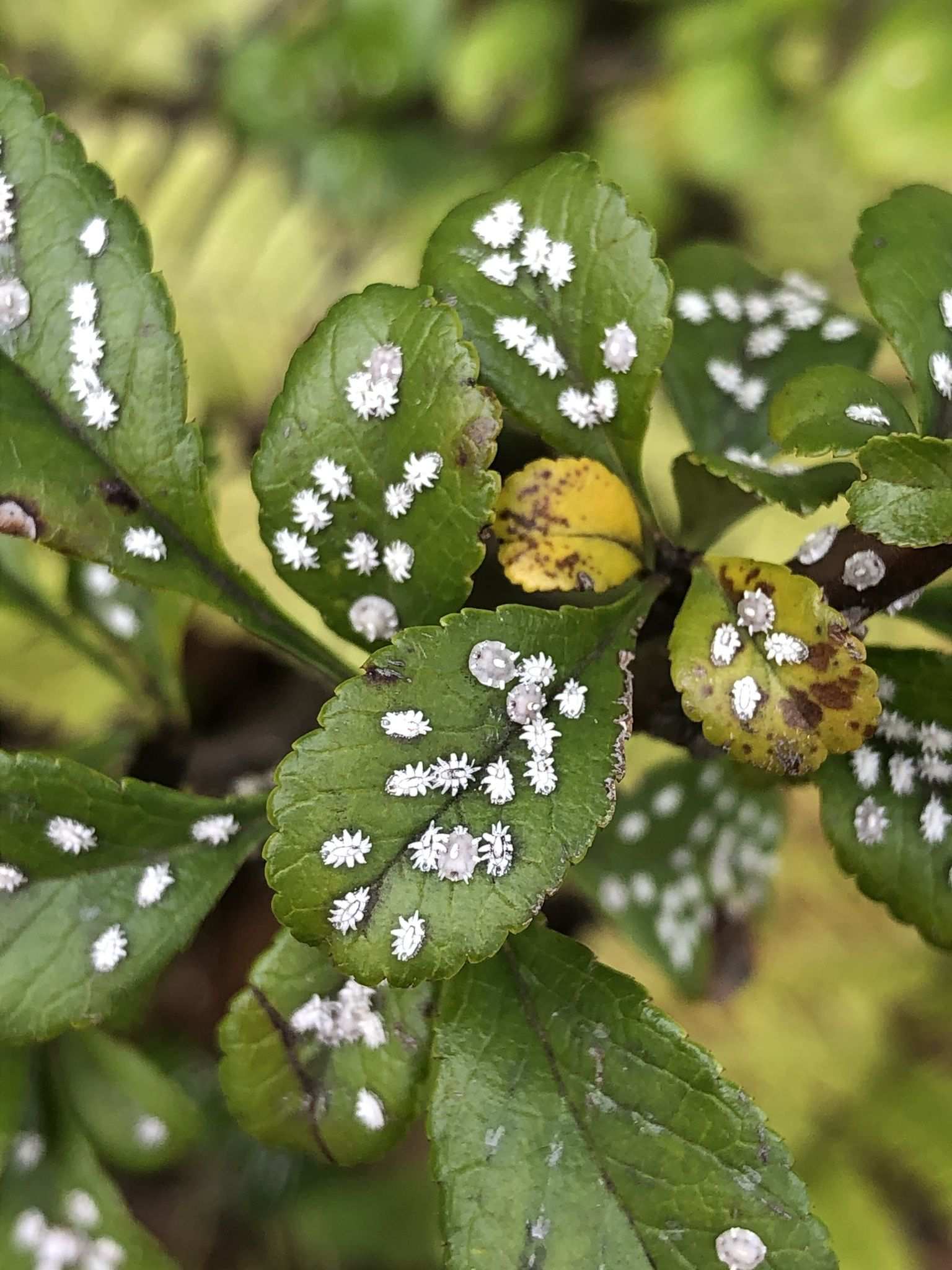 Ceroplastes japonicus