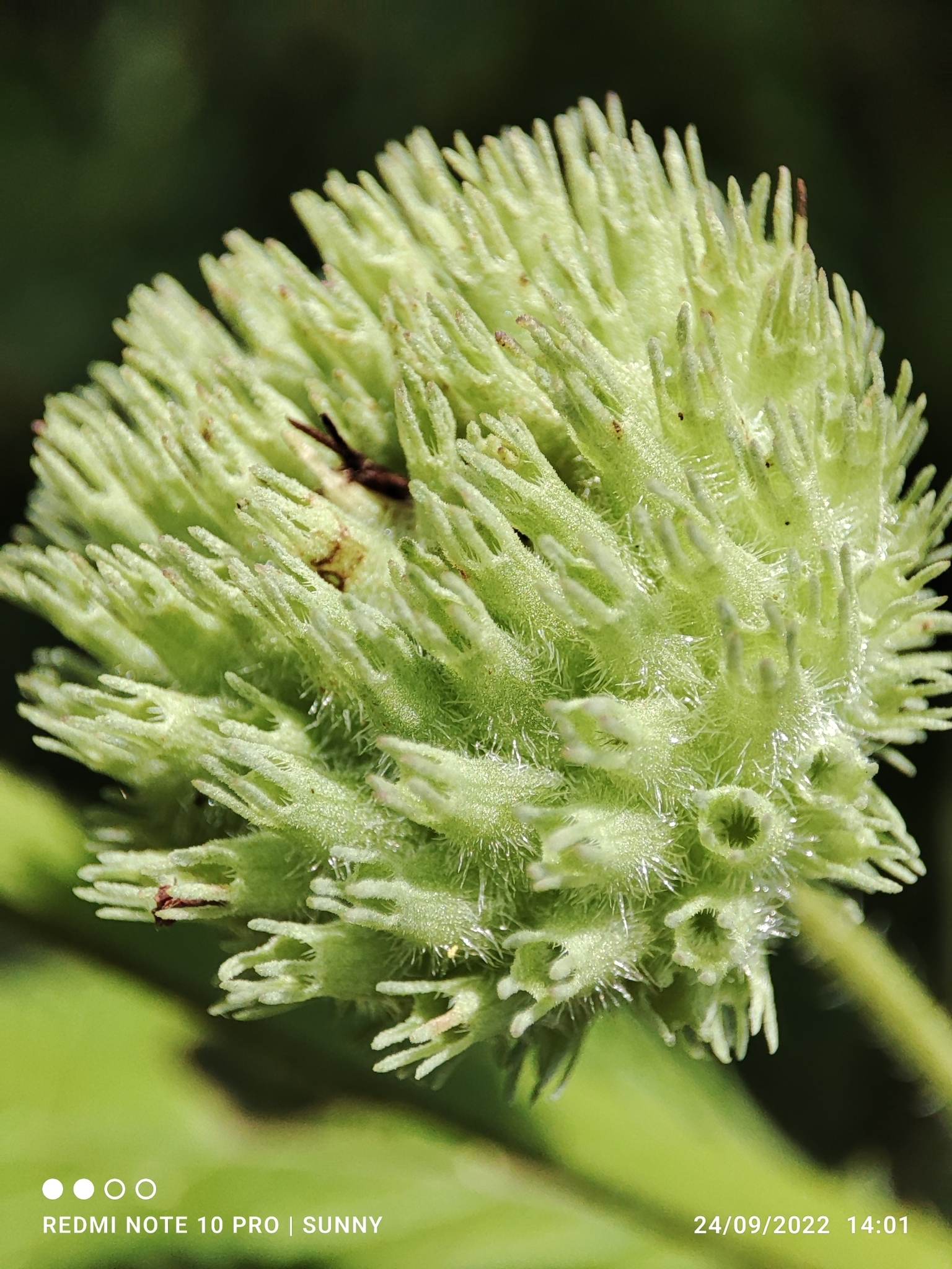 Hyptis capitata