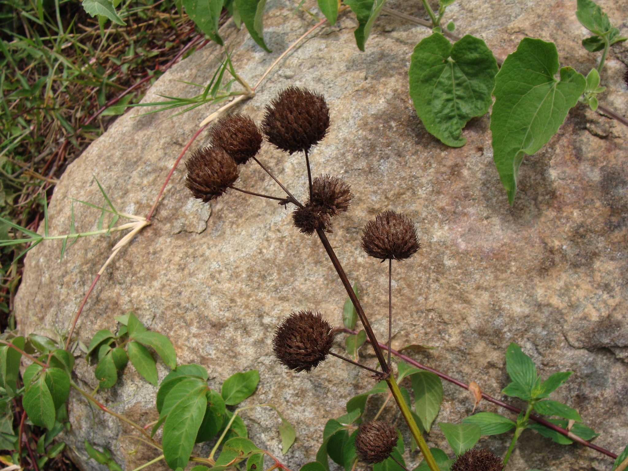 Hyptis capitata