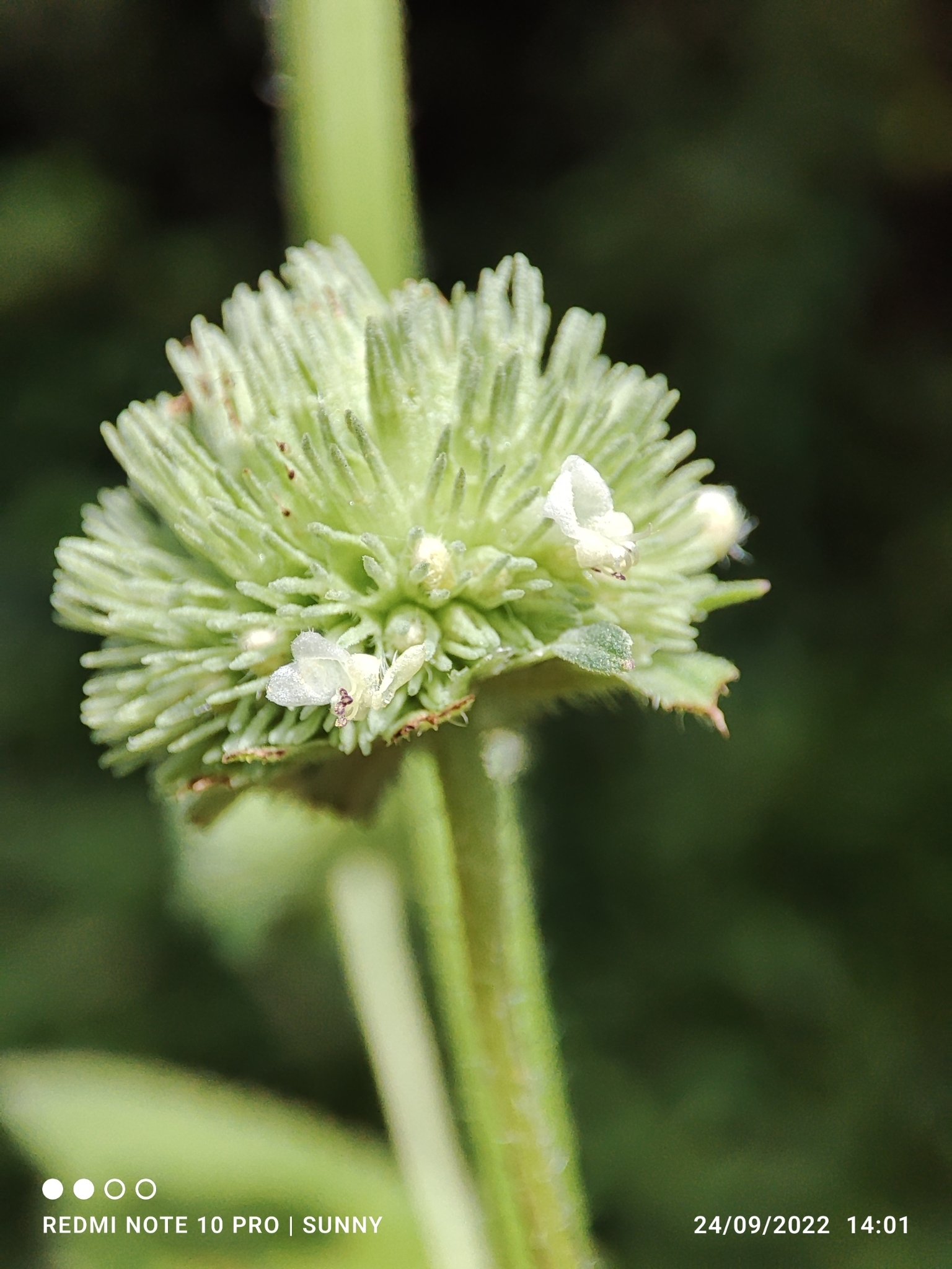 Hyptis capitata