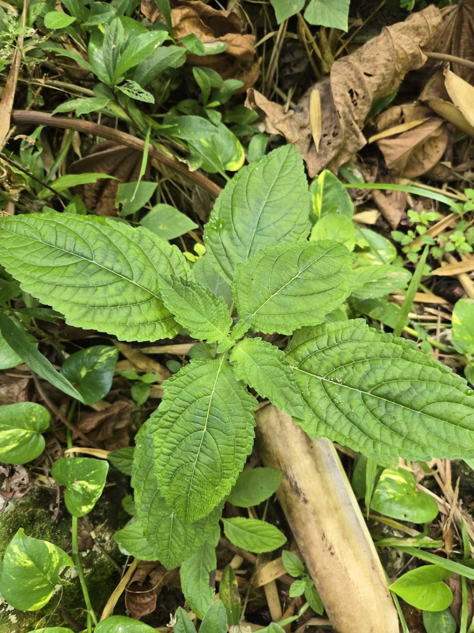 Hyptis capitata