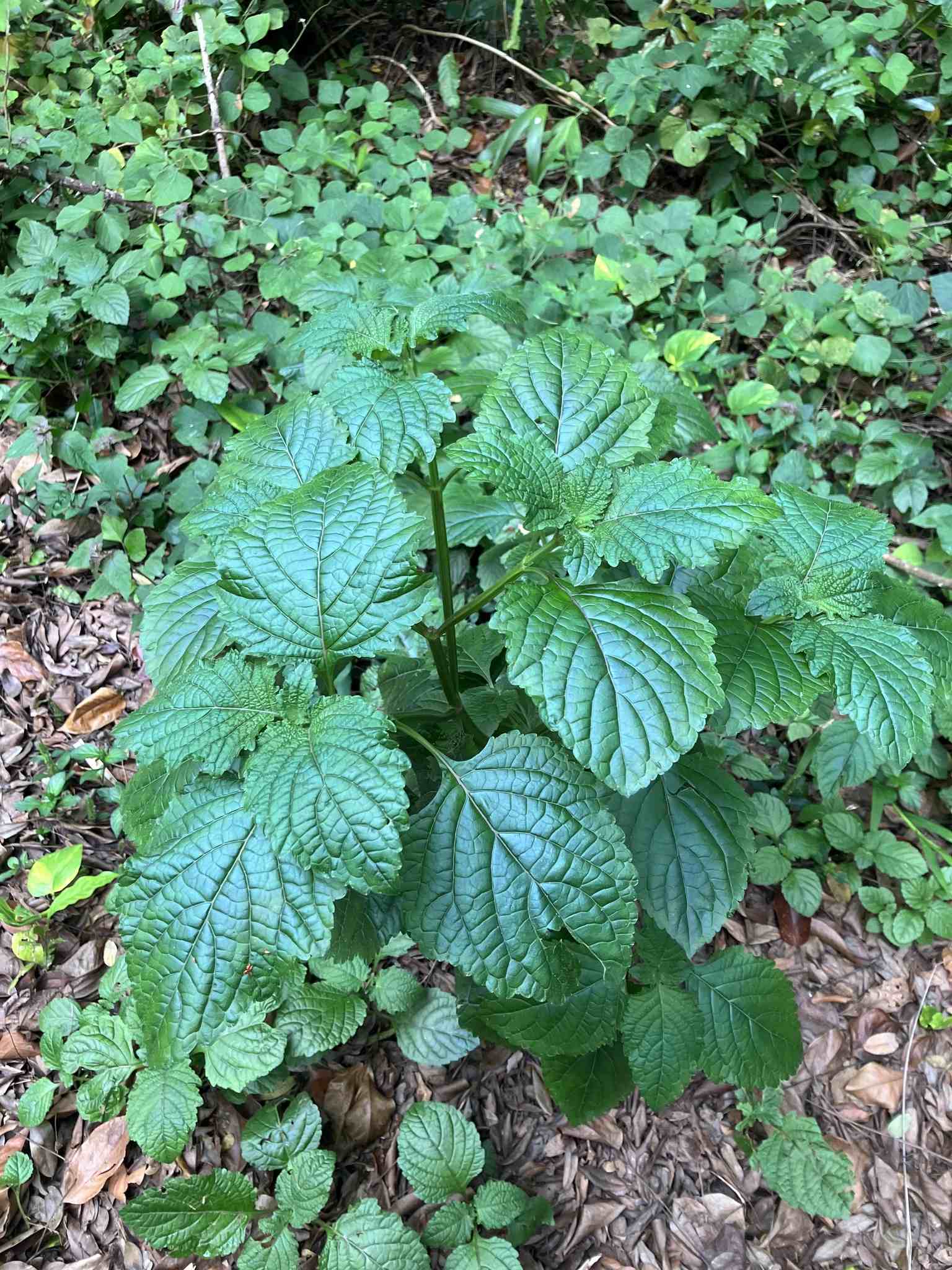 Hyptis capitata