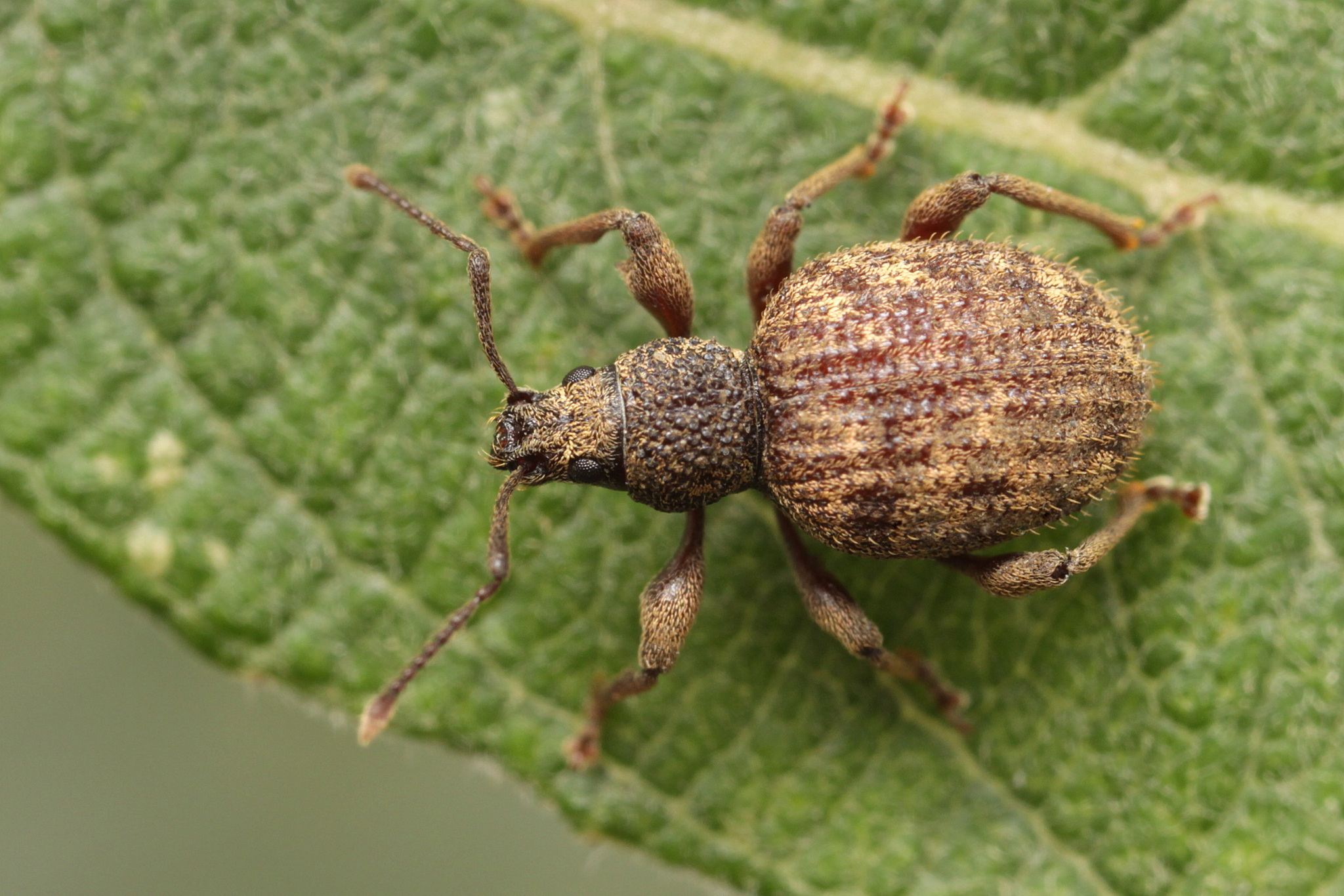 Otiorhynchus crataegi