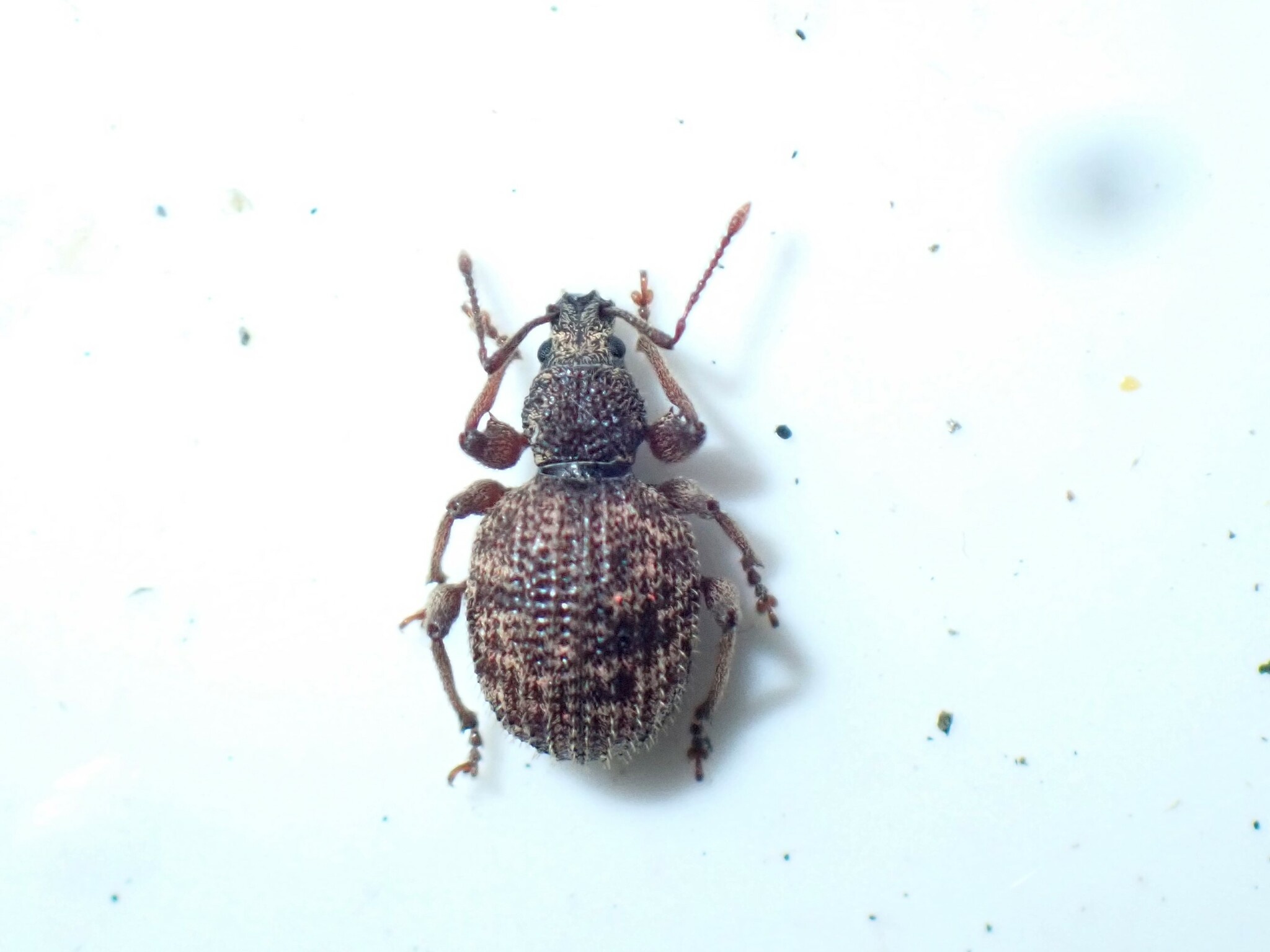 Otiorhynchus crataegi