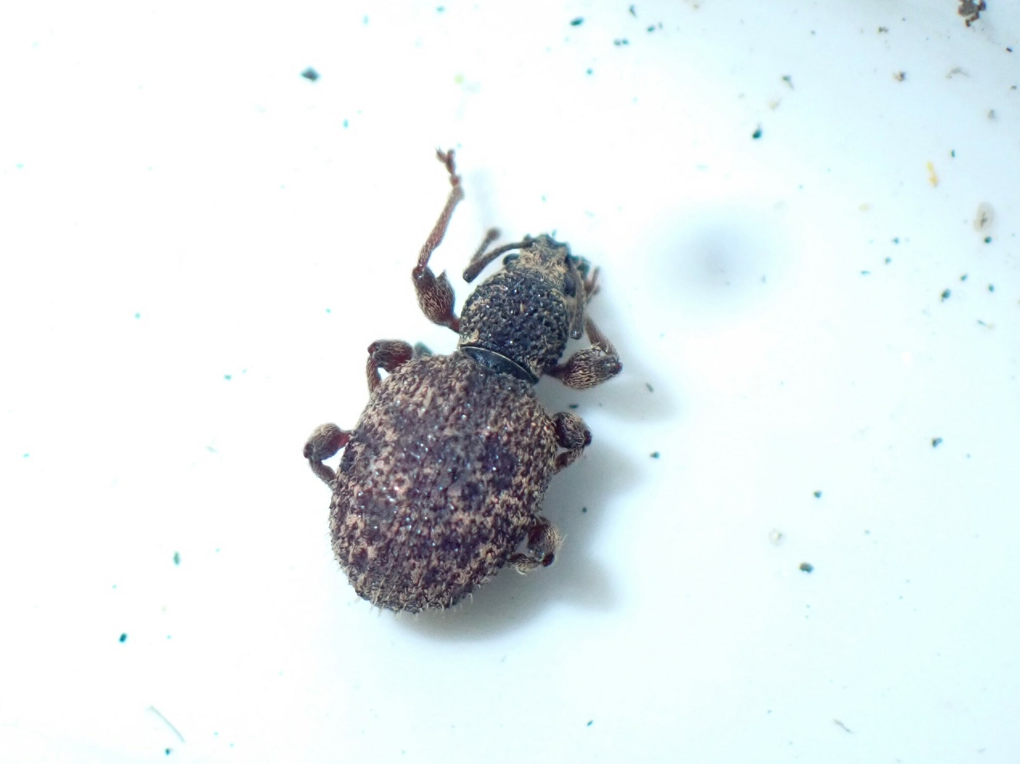 Otiorhynchus crataegi