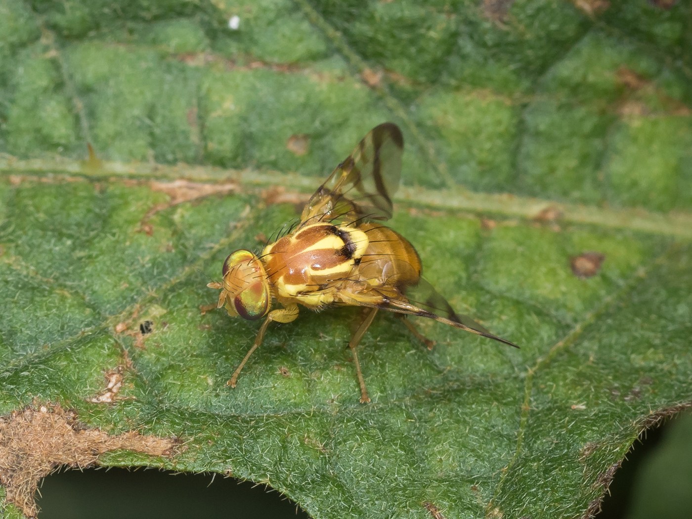 Zonosemata electa