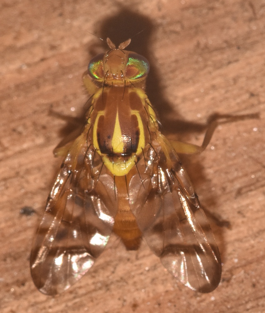 Zonosemata electa