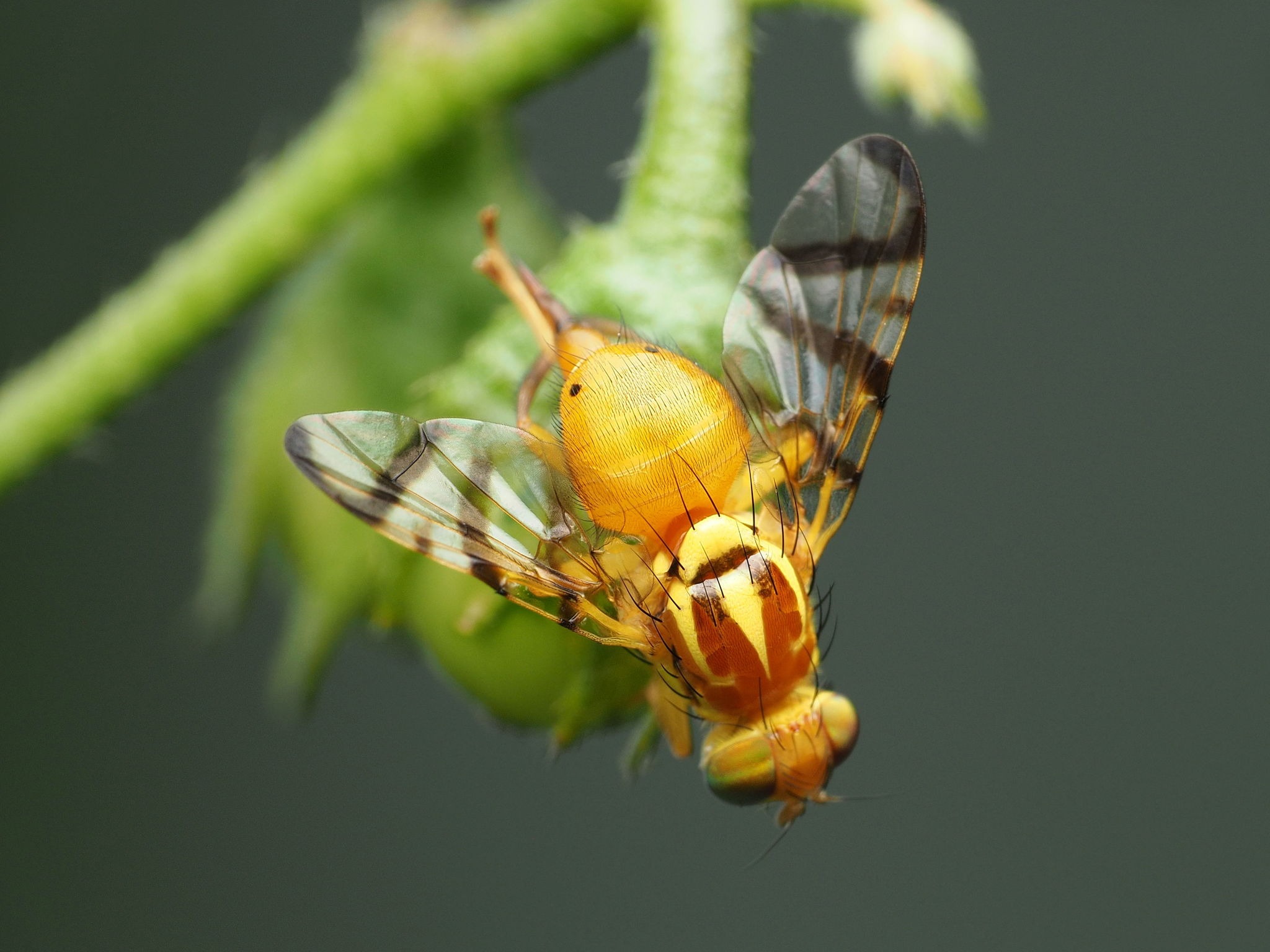Zonosemata electa