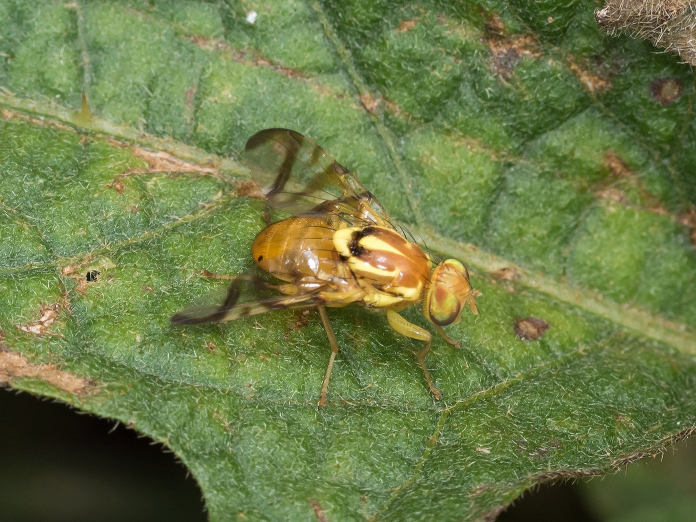 Zonosemata electa