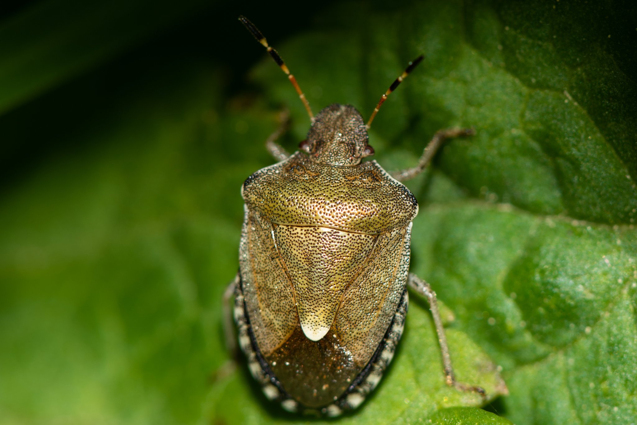 Holcostethus