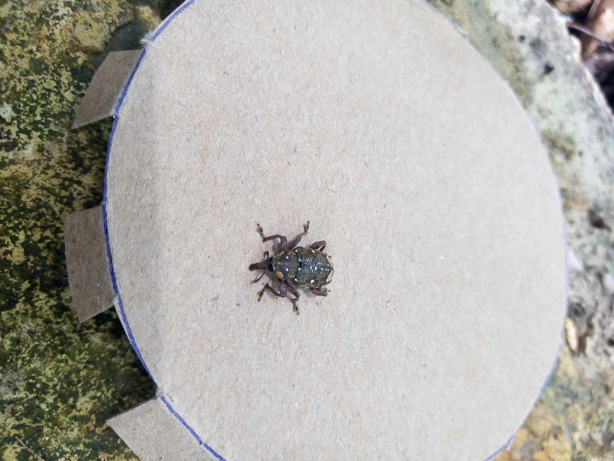 Marshallius