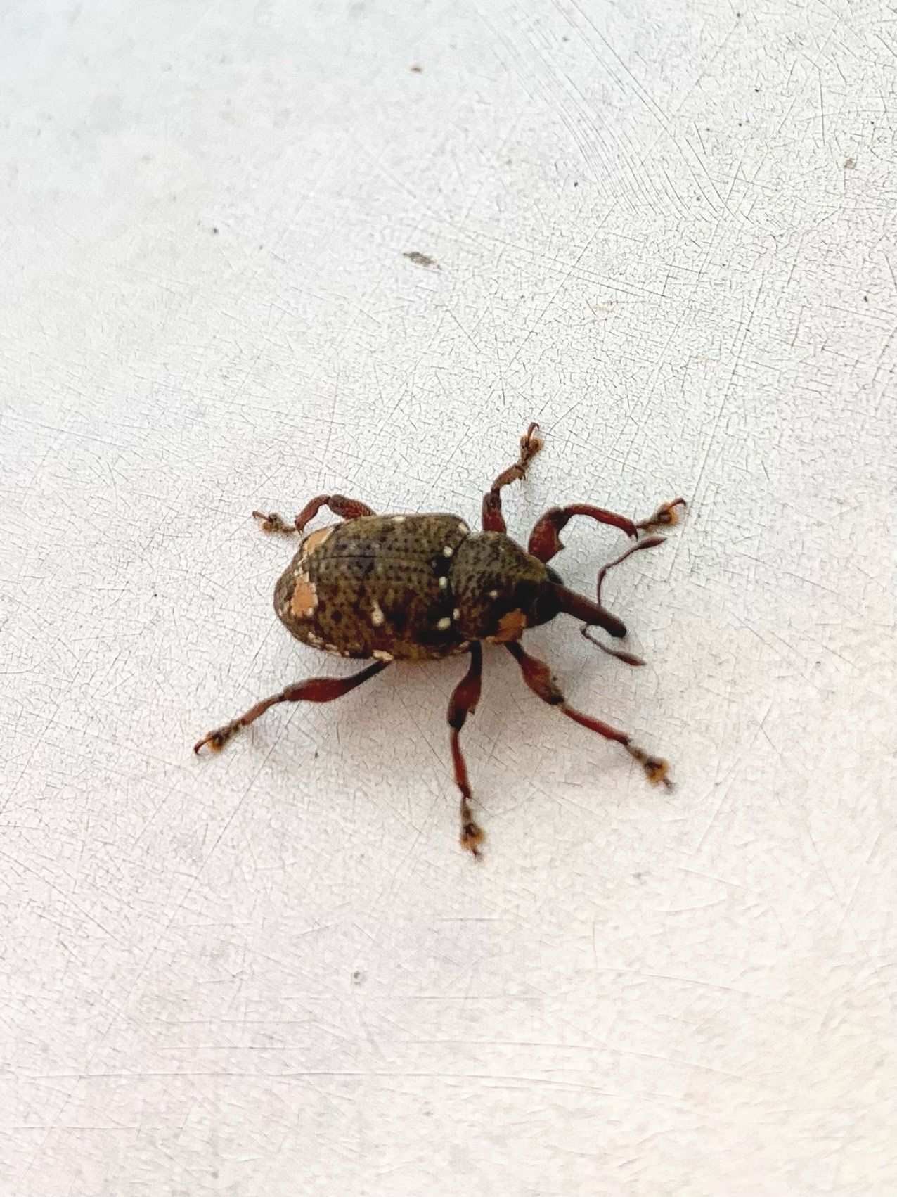 Marshallius