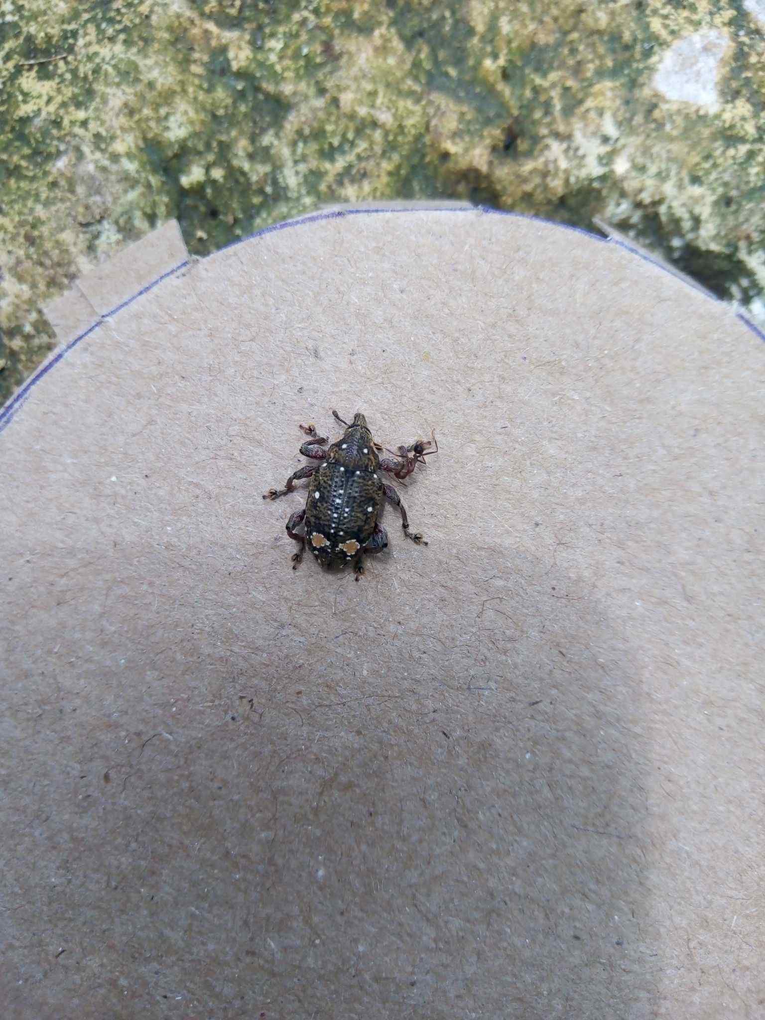 Marshallius