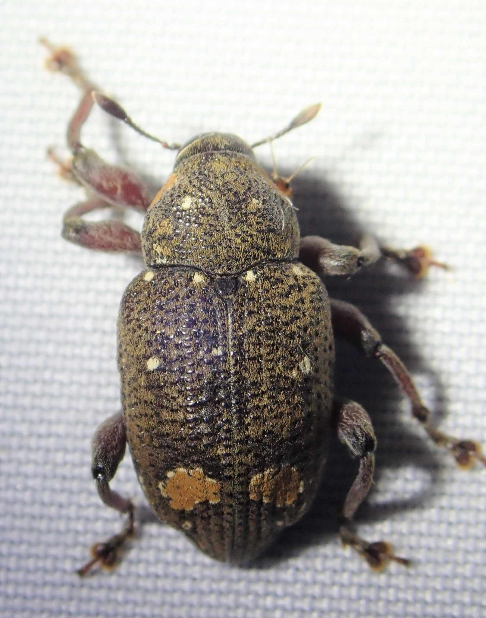 Marshallius