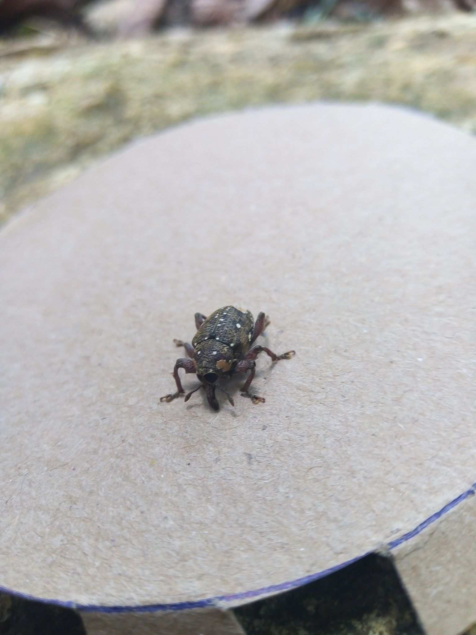 Marshallius