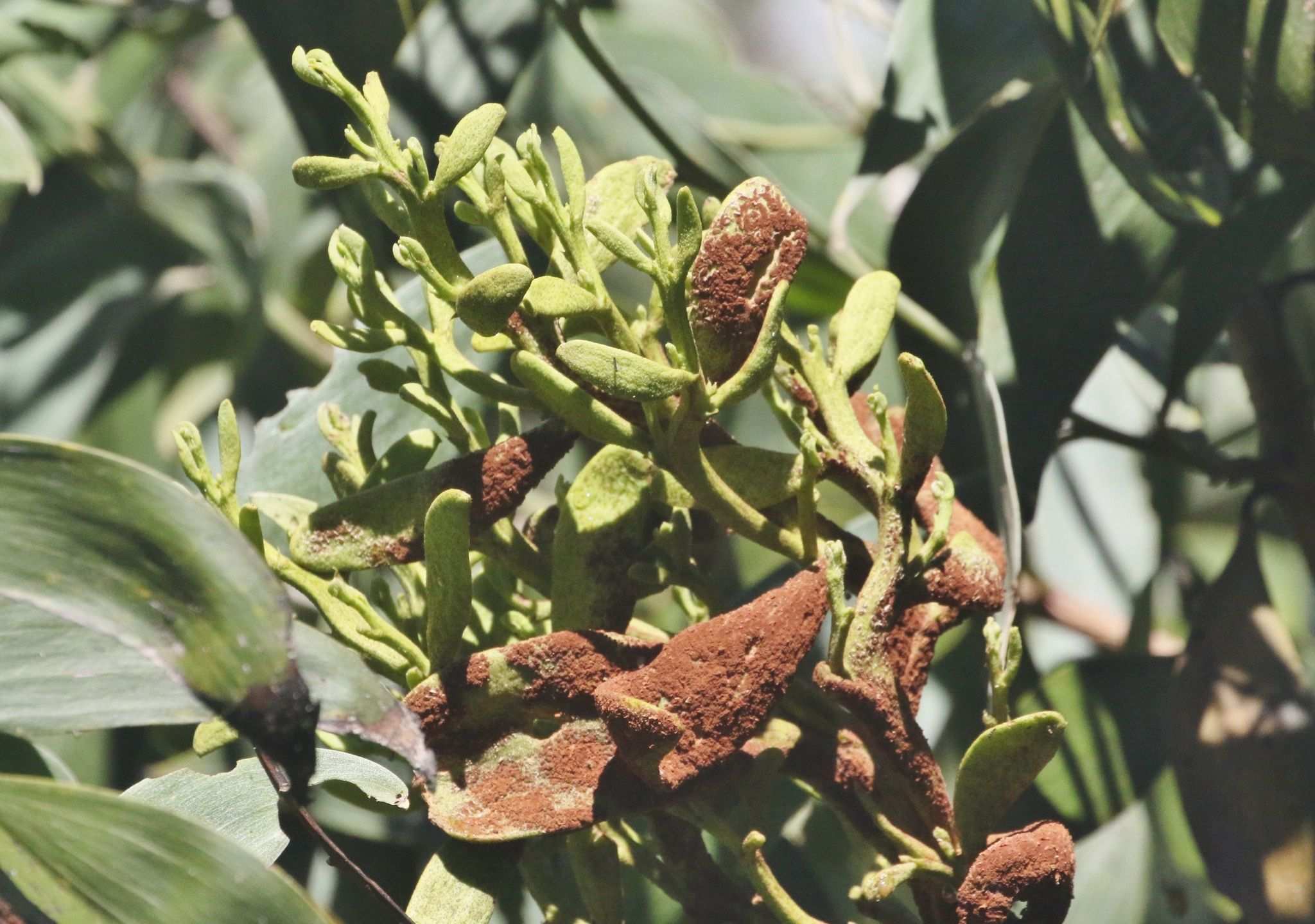 Endoraecium digitatum