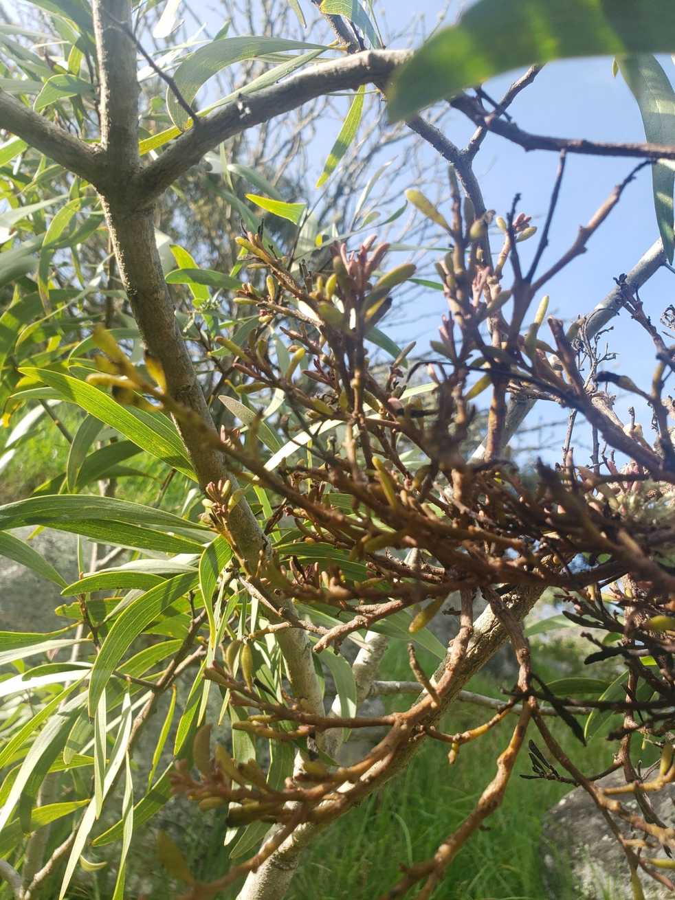 Endoraecium digitatum