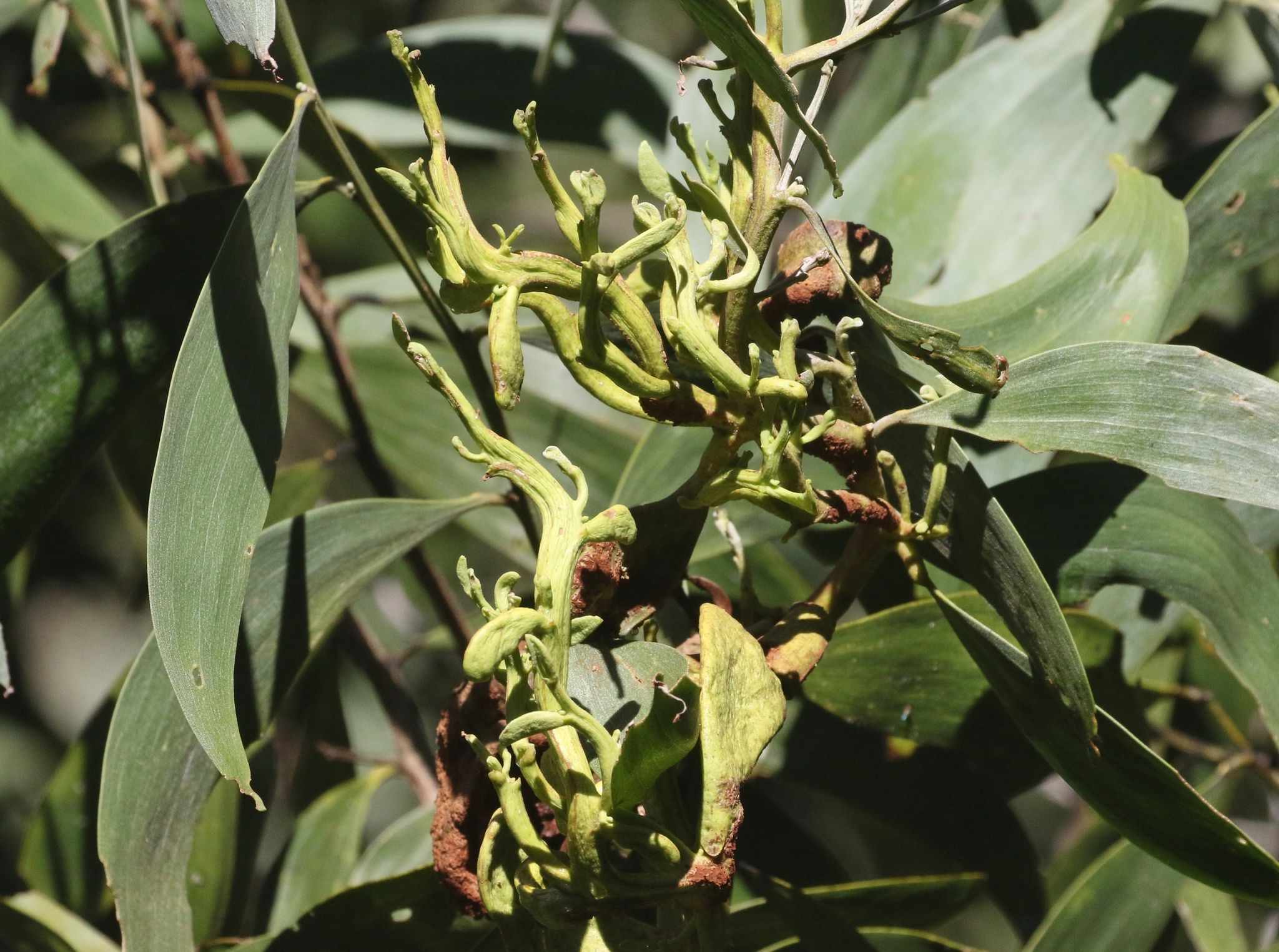 Endoraecium digitatum