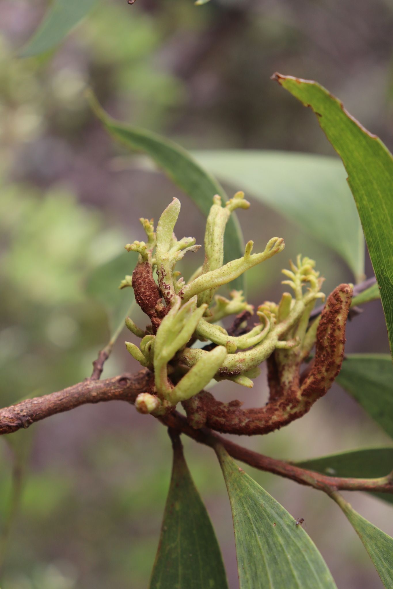 Endoraecium digitatum