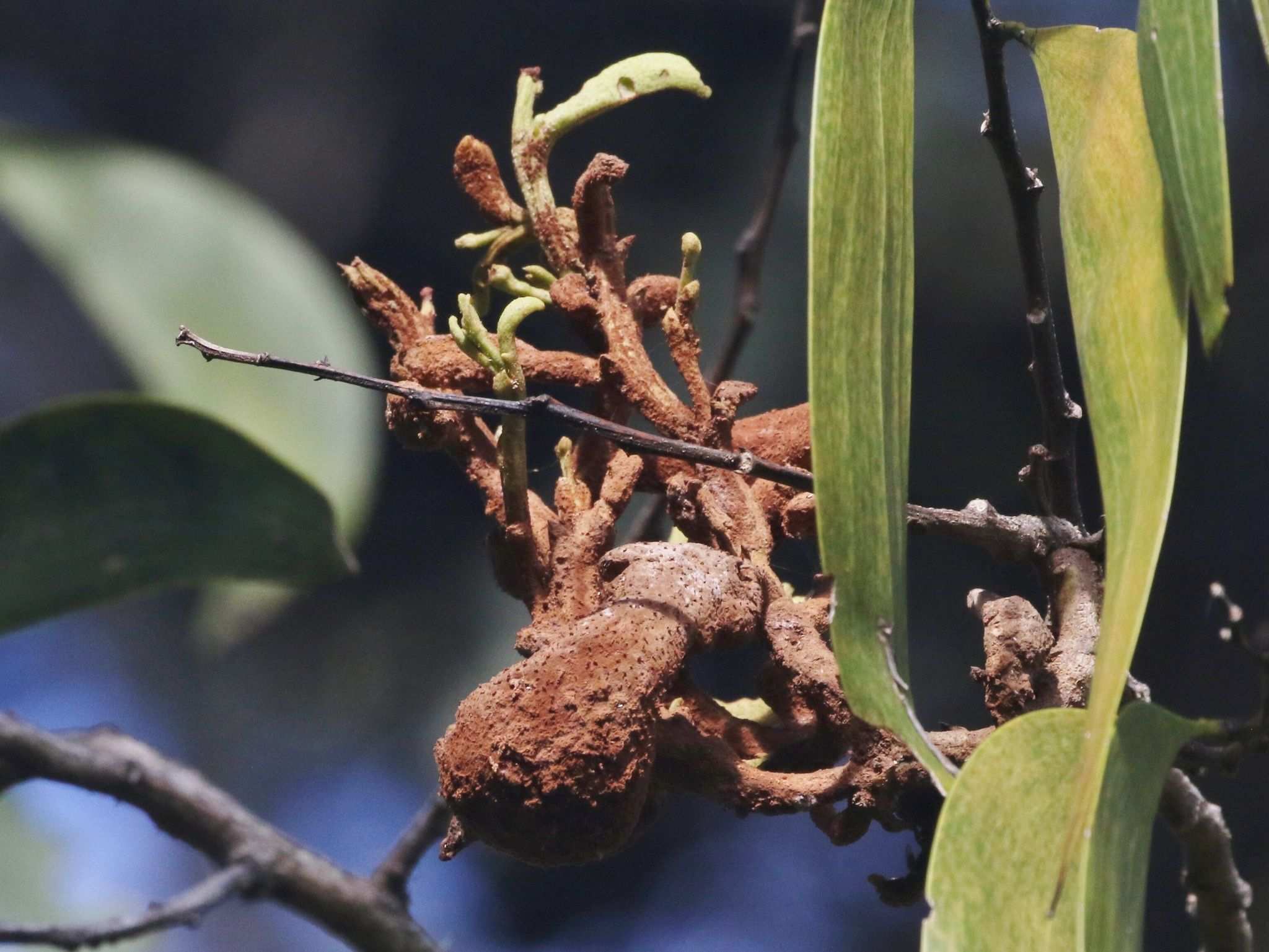 Endoraecium digitatum