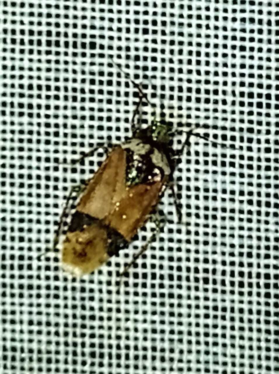 Calocorisca