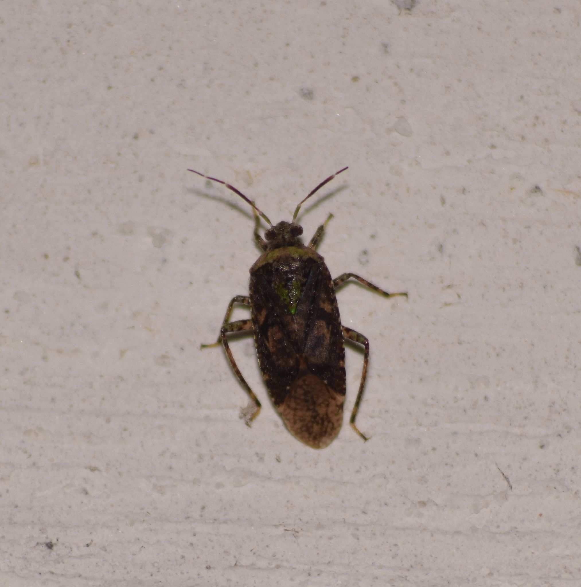 Calocorisca