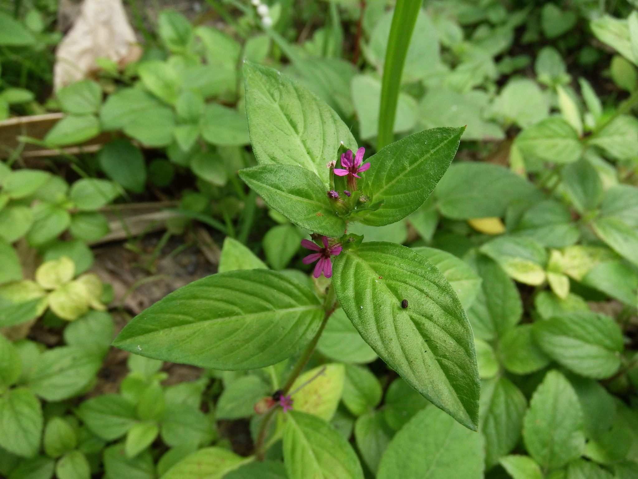 Cuphea carthagenensis