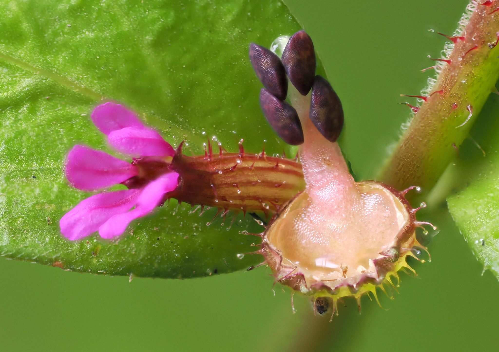 Cuphea carthagenensis