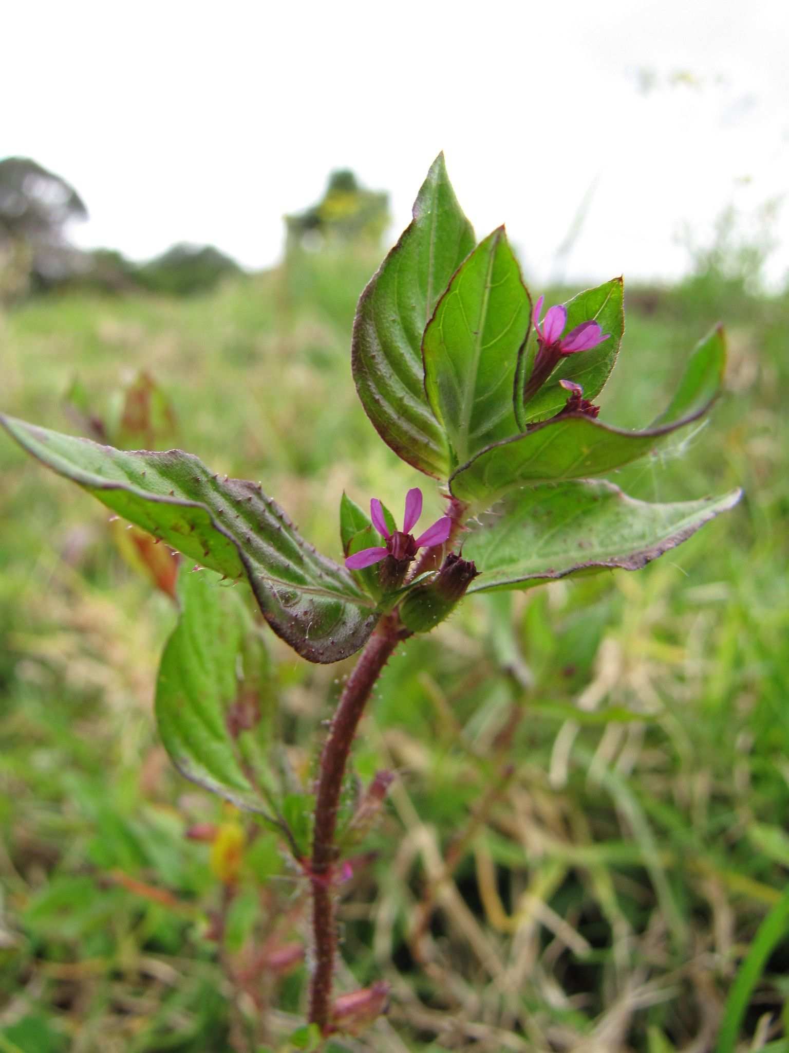 Cuphea carthagenensis