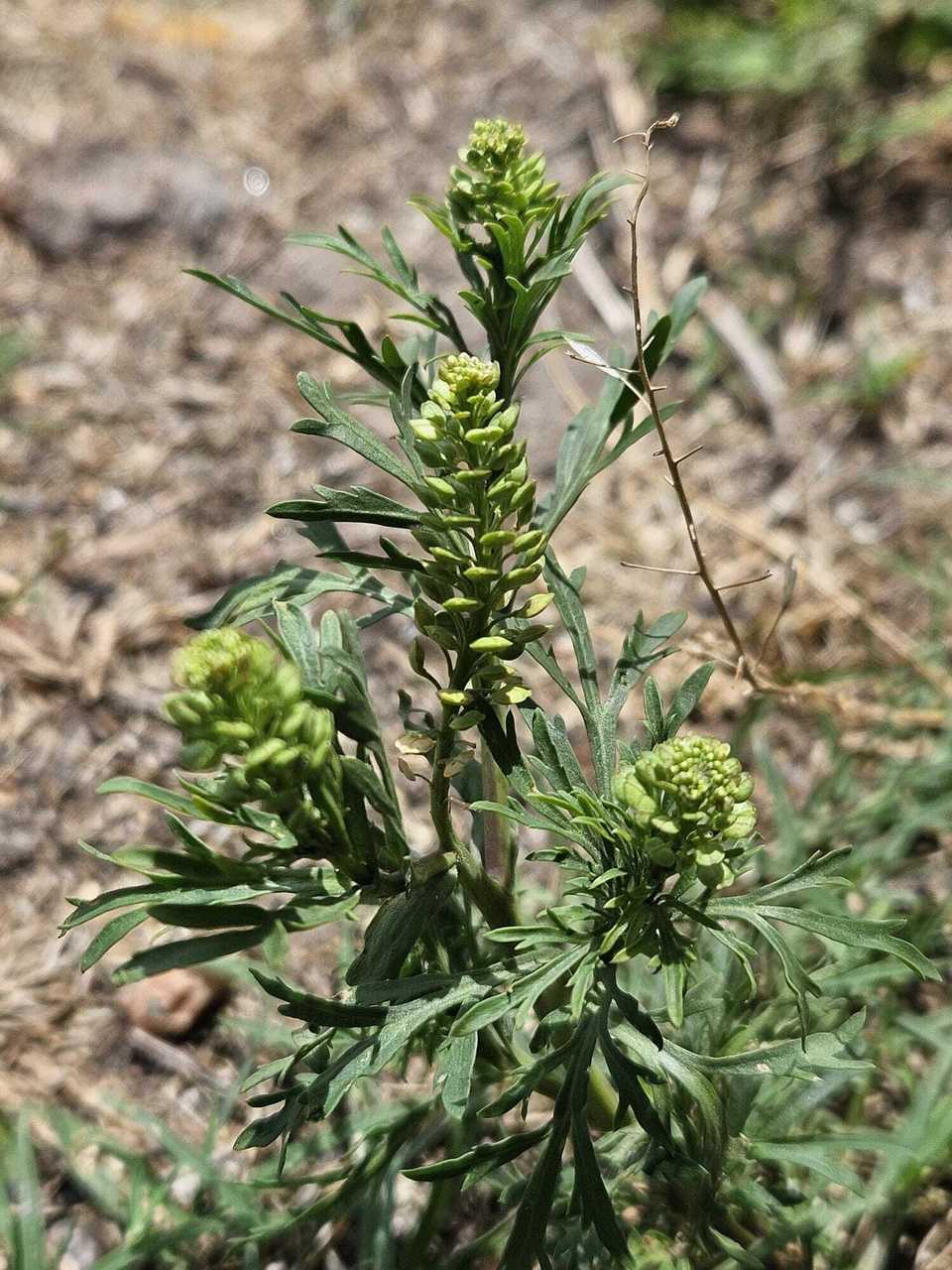 Lepidium bonariense