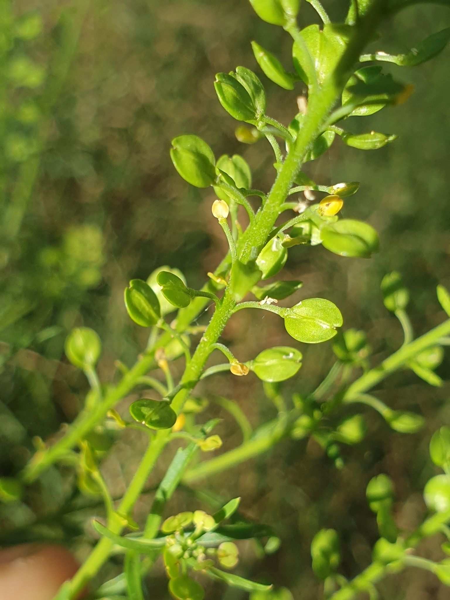 Lepidium bonariense