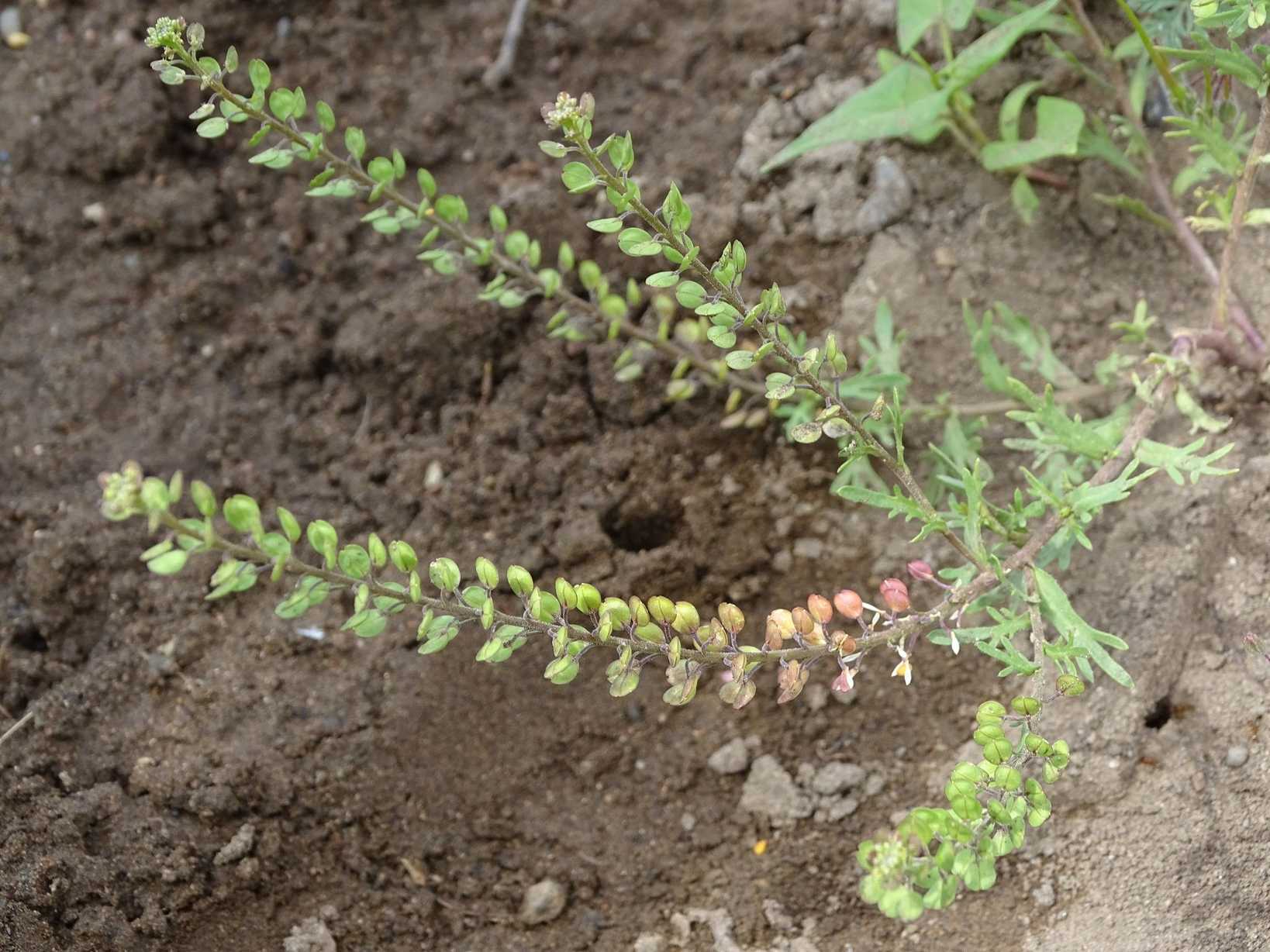 Lepidium bonariense