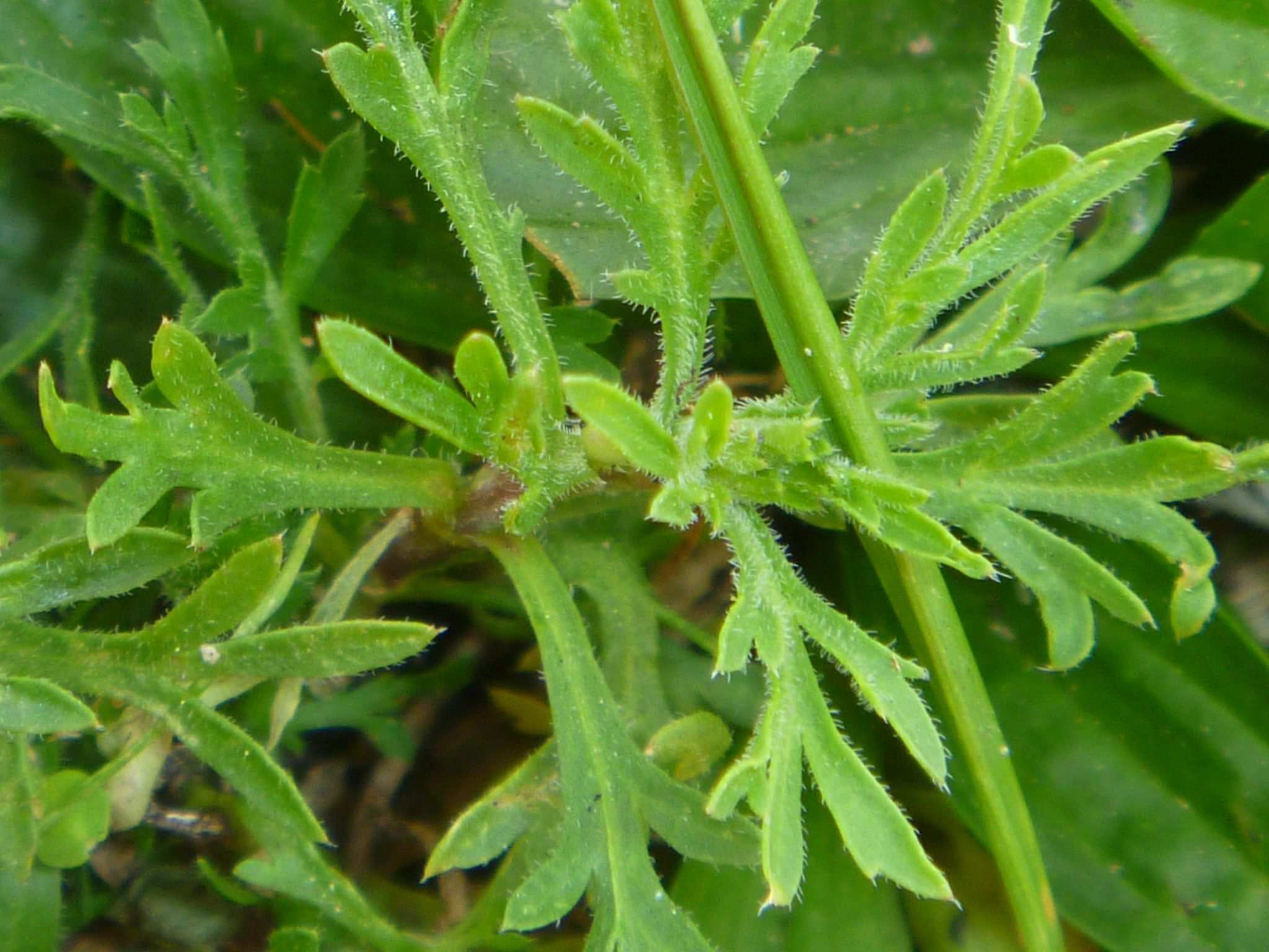 Lepidium bonariense